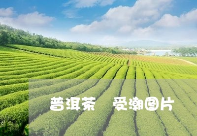 普洱茶 受潮图片/2023041195168